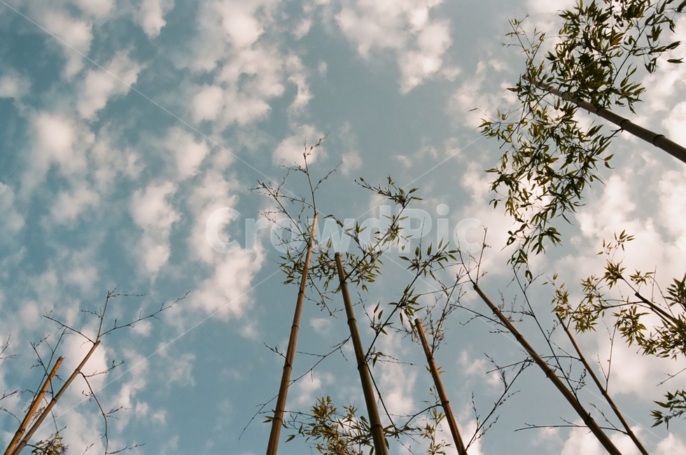 대나무,가을,하늘,구름,풍경,공원,자연,풍경,nature,landscape