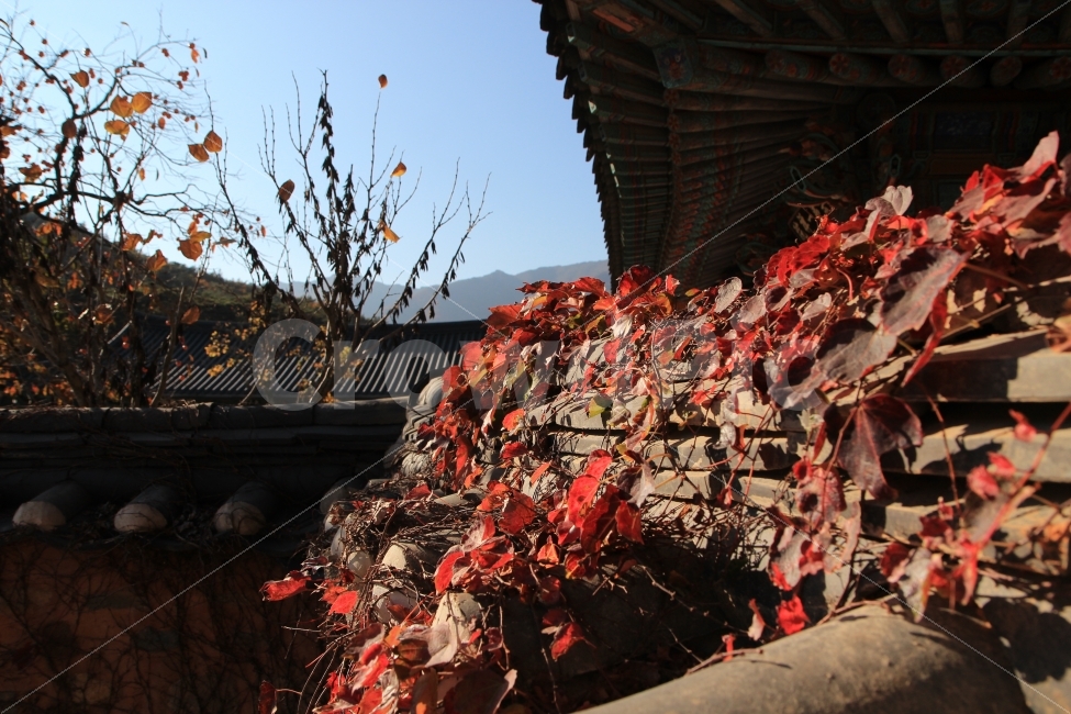 가을,낙엽,통도사,기와,건축,가을,계절,fall,autumn,season,한국전통,한국문화,korean traditional,korean culture,건축물,건물외관,exterior,building,structure,architecture,construction