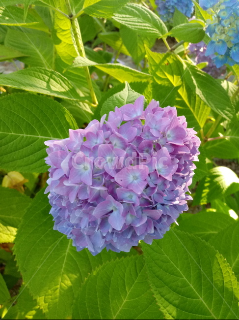 수국,자양화,간판수국,아탑수구,나무,꽃,마른꽃,식물