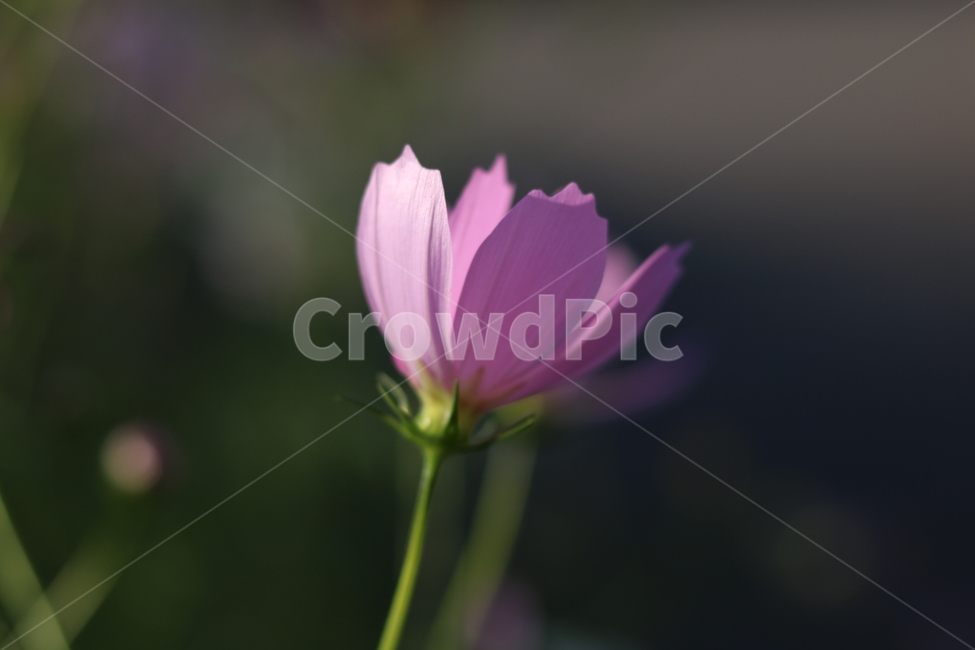 가을,코스모스,꽃,꽃몽우리,몽우리,가을감성,flower,cosmos,가을분위기,가을꽃,고양꽃축제,꽃축제,노을,식물,자연,plants,nature,꽃,flower
