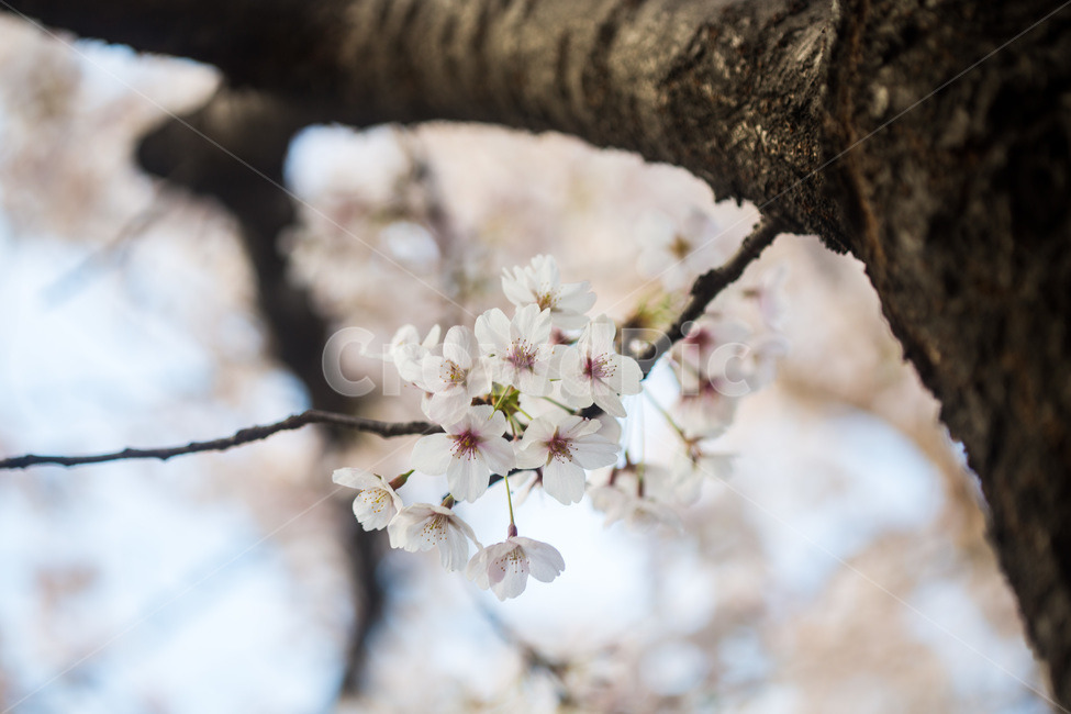 spring,cherryblossoms,pink,warm,벚꽃,분홍색,핑크색,봄,따듯함,plant,식물,flower,꽃,blossom