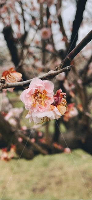 매화나무,꽃,매화,핑크,분홍,예쁜꽃,plant,식물,pollen,화분