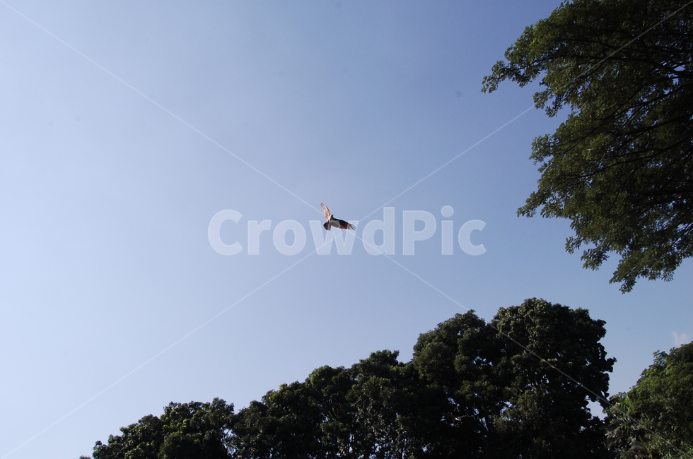 bird,새,vulture,flying,animal,동물,animal,조류,새,birds