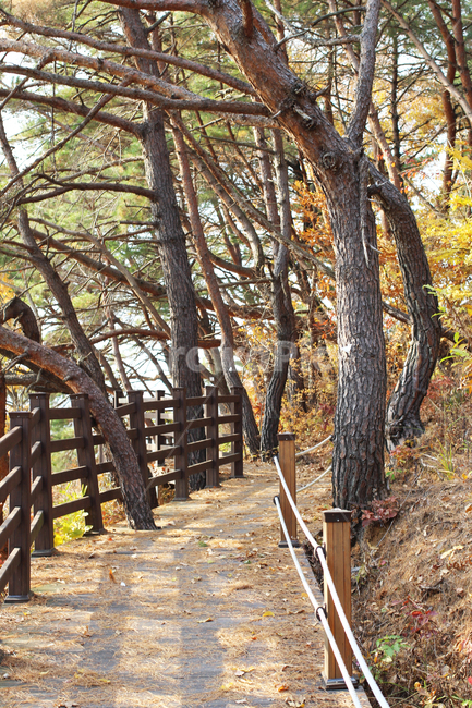 가을,자연,하늘,길,autumn,nature,sky,road