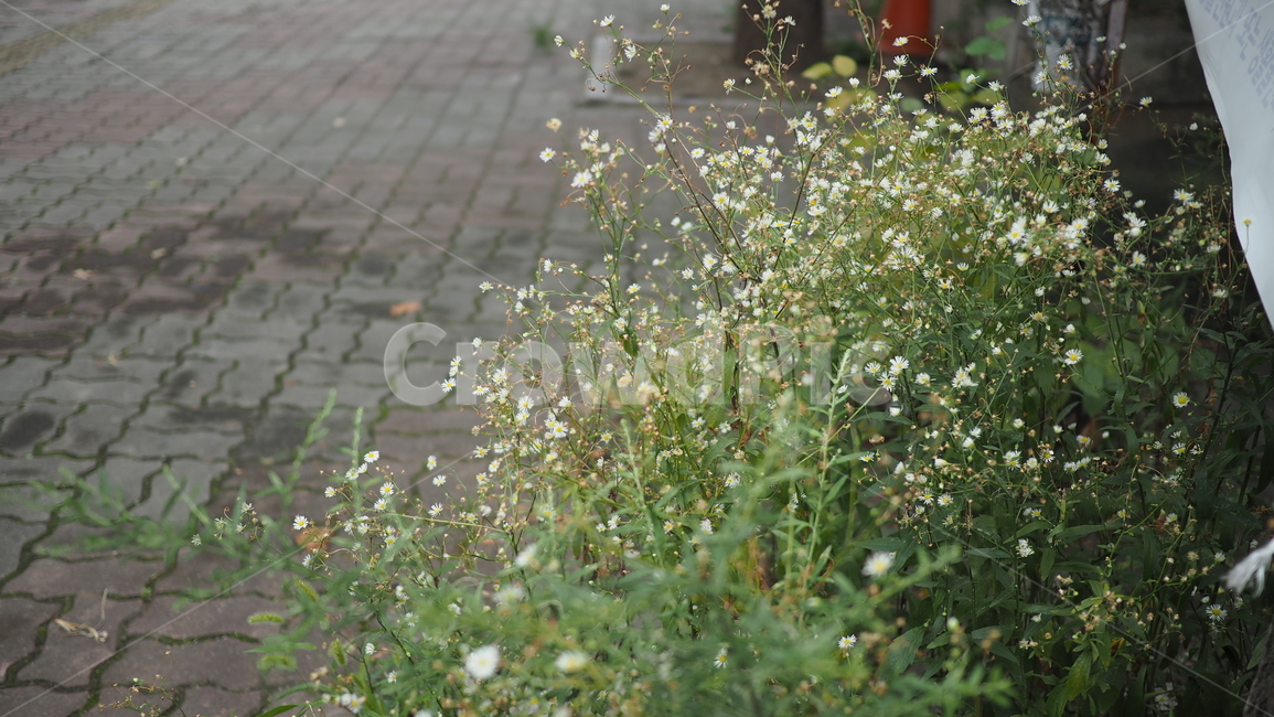 야생화,꽃,야생식물,wildflower,flower