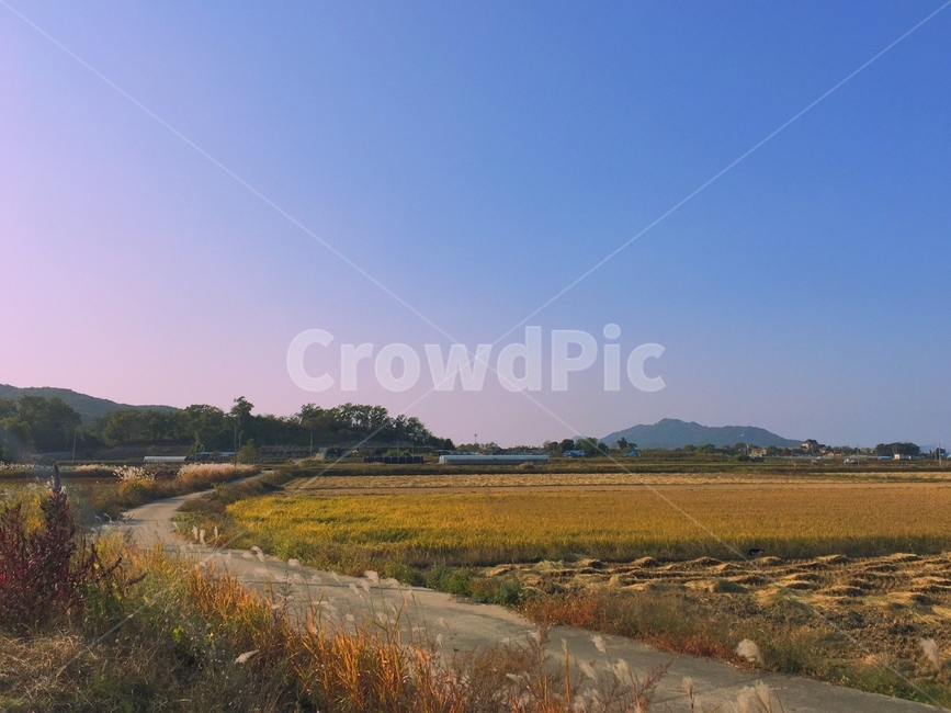 논,가을,밭,자연,산,강화,강화도,자연,풍경,nature,landscape,한국자연풍경,한국자연경관,korea nature landscape,시골,마을,country,rural,town,outdoors,옥외,land,땅,water,물