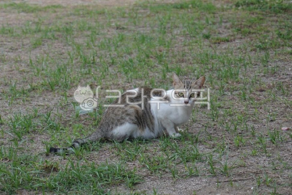 동물,고양이,새끼고양이,야생고양이,야생
