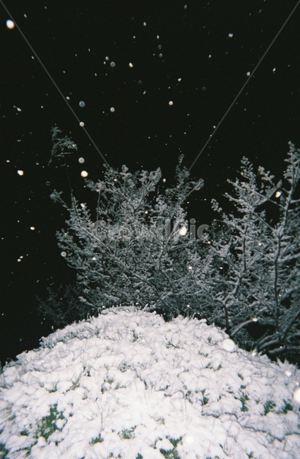 눈,겨울,함박눈,나무,밤,저녁,어둠,검정,black,snow,감성,film,필름사진,일회용카메라,filmcamera,필름,플래쉬,white,얼음,풍경,배경,시선,차가움,winter,겨울,계절,winter,season,자연,풍경,nature,landscape,야경,밤,nightscape,night
