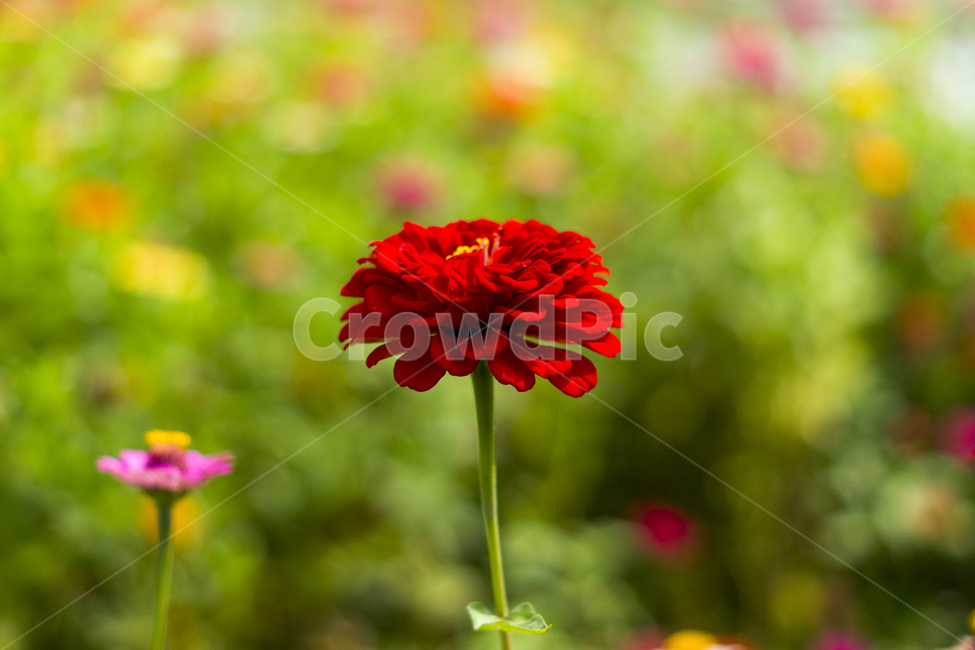 꽃,코스모스,가을꽃,예쁜꽃,백일홍,식물,자연,plants,nature,꽃,flower