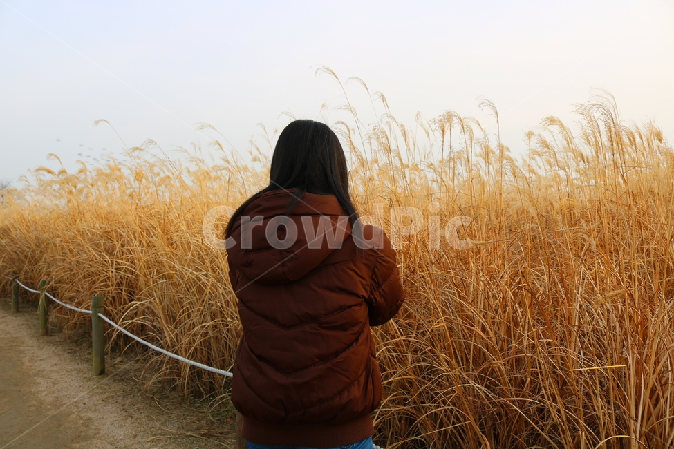 억새,풀,억새풀,식물,벼과,벼과식물,자연,풍경,두영,겨울,사람,여자,뒷모습,공원,하늘공원,서울,서울하늘공원,산책로,사람,인물,인간,human,person,여성,여자,woman,female,lady