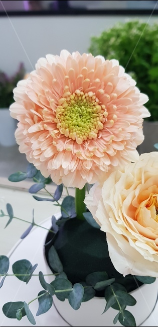 flower,달리아,꽃,blossom,dahlia,꽃꽂이,꽃수업