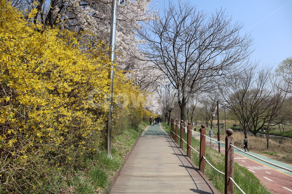 산책로,개나리,꽃,나무,공원,bridge,다리