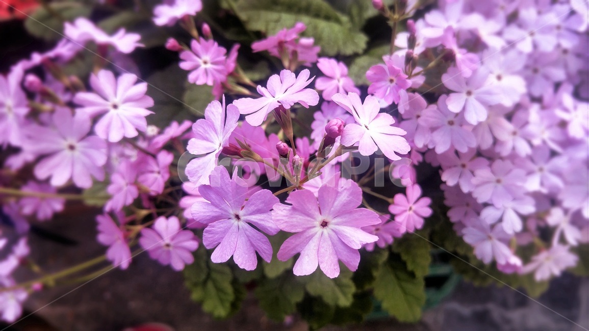 plant,식물,blossom,flower,꽃,보라색꽃,연보라색꽃,아름다움,연보라꽃,자연,식물,자연,plants,nature,꽃,flower
