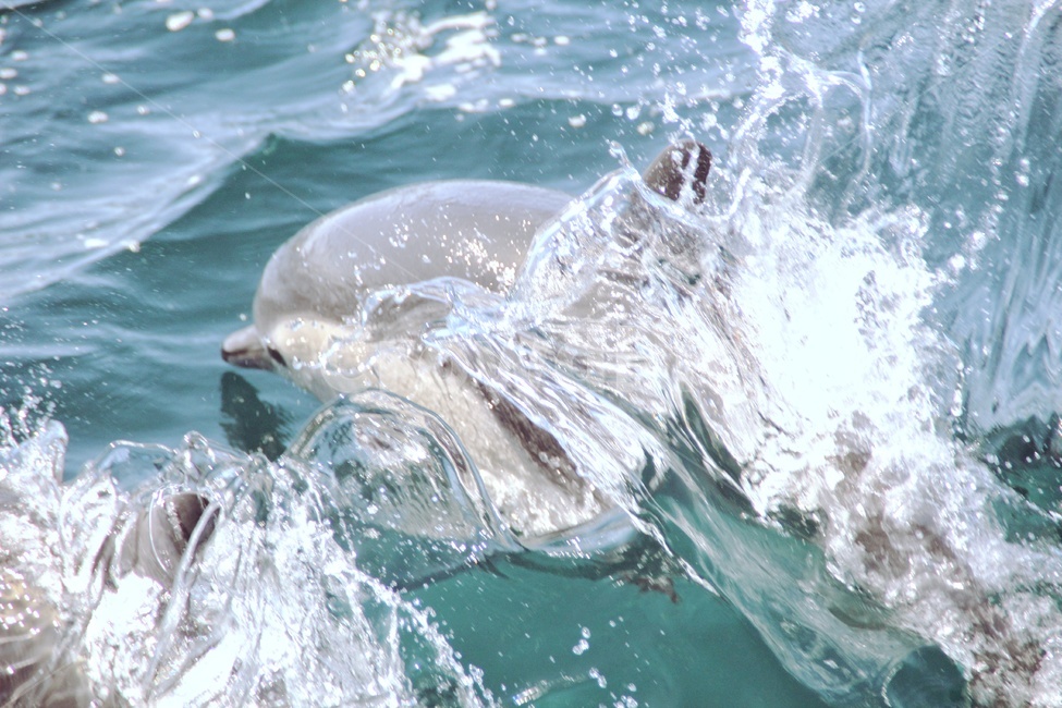 sealife,해양생물,animal,dolphin,ocean,바다,돌고래,blue