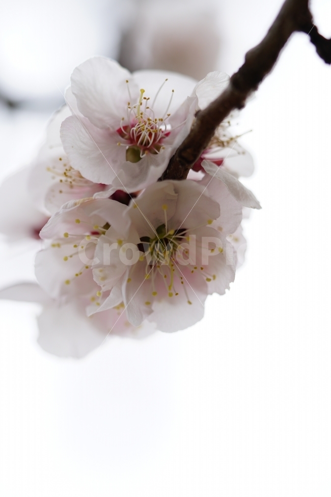 매화,꽃,나무,나뭇가지,산,하늘,봄,자연,플라워,꽃봉오리,flower,nature,spring,접사,macro,클로즈업,closeup,tree,숲,숲속,산림,삼림,조경,식물,plants,봄꽃,감성,힐링,풍경,landscape,식물,자연,plants,nature,봄,계절,spring,season,꽃,flower,plant