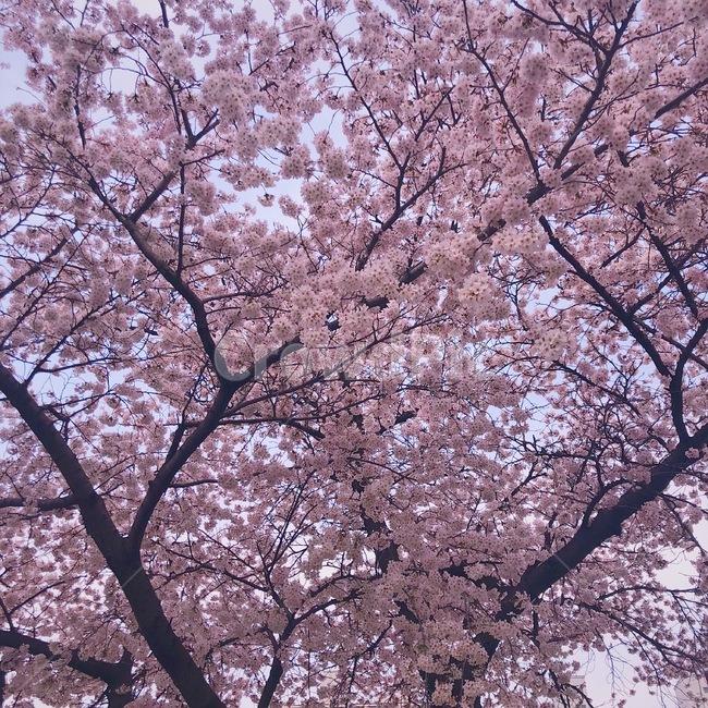 벚꽃,봄,나무,꽃송이,벚꽃나무,봄,계절,spring,season,식물,자연,plants,nature,꽃,flower,plant,blossom