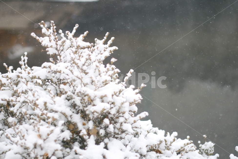 눈,겨울,하얀색,나무가지,차가움,겨울,계절,winter,season,식물,자연,plants,nature