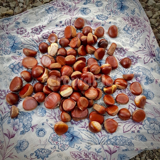 밤,가을,알밤,알밤들,chestnut,가을,계절,fall,autumn,season,음식,식재료,요리,food,cook,meal,dishes,food reserves,plant,식물