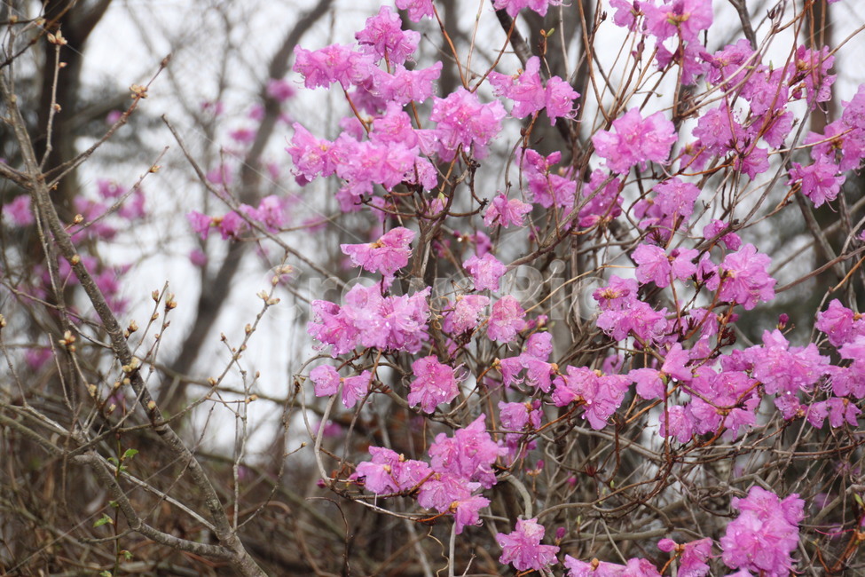 진달래,봄비,새싹,비,분홍,핑크,산,꽃,식물,자연,plants,nature,꽃,flower