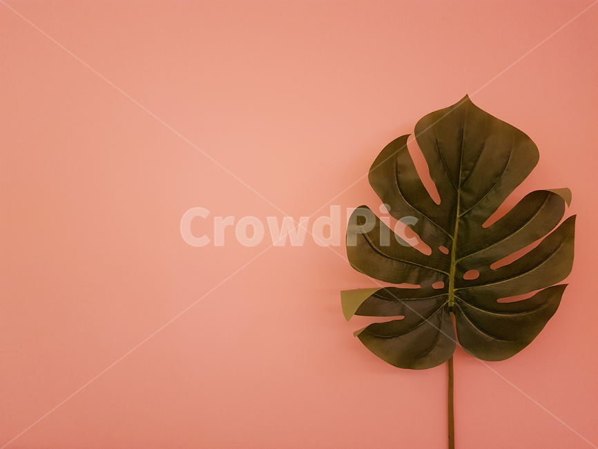 plant,식물,leaf,잎,분홍색벽,벽,식물,자연,plants,nature