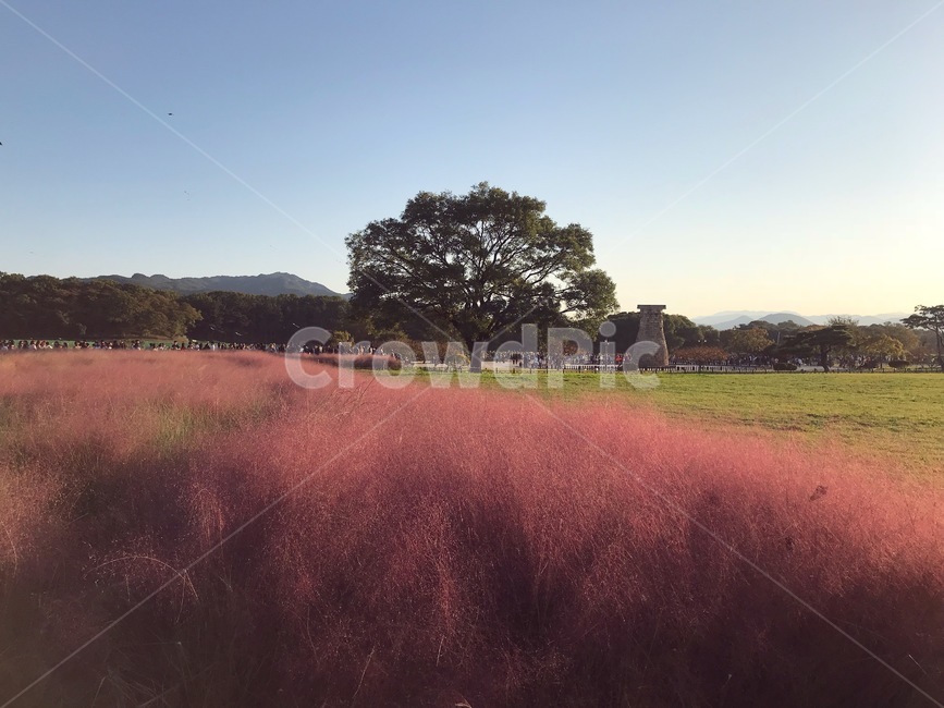 경주,첨성대,핑크뮬리,자연,nature