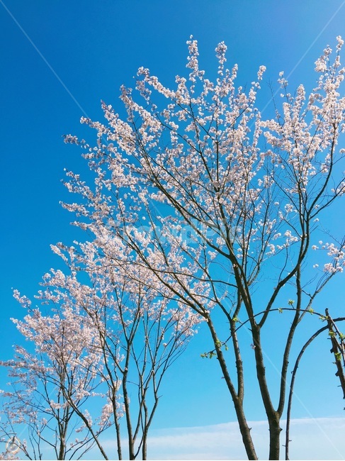 벚꽃,배경,배경화면,바탕화면,순천만,파란하늘,분홍꽃,꽃,하늘,푸른하늘,봄,나무,sky,flower,spring,season,봄꽃,벚꽃나무,자연,나들이,식물,감성,봄느낌,하얀벚꽃,순천,여수,미러리스,봄,계절,spring,season,자연,풍경,nature,landscape,tree,plant
