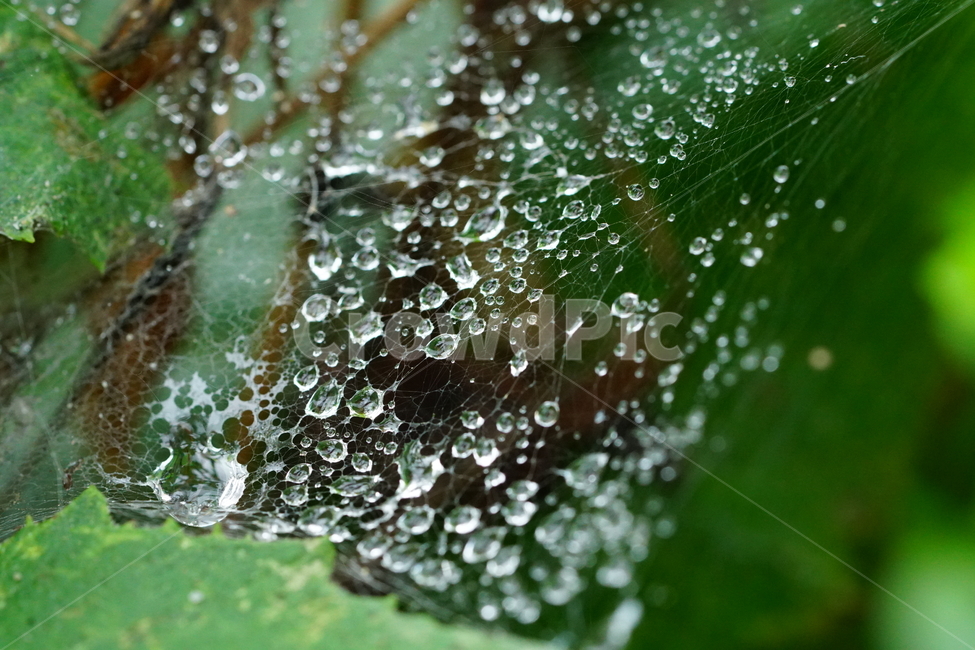 물방울,이슬,식물,풀,풀잎,자연,접사,클로즈업,풍경,waterdrop,dewdrop,빗물,nature,plant,plants,landscape,macro,closeup,이파리,거미줄,식물,자연,plants,nature
