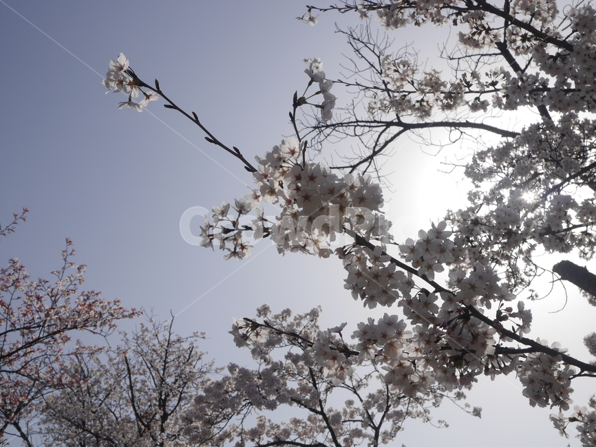 벚꽃나무,벚꽂,봄날,하늘과꽃,스프링,spring,봄꽃,봄,계절,spring,season,plant,식물,flower,꽃,blossom