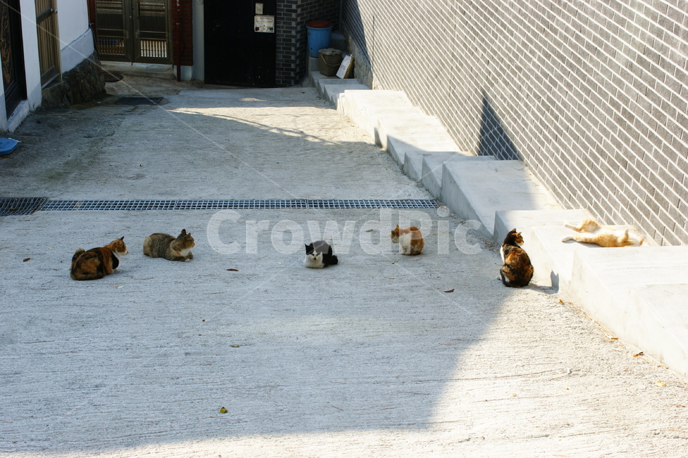 햇살,가족,길냥이,고양이,pet,animal,cat,family