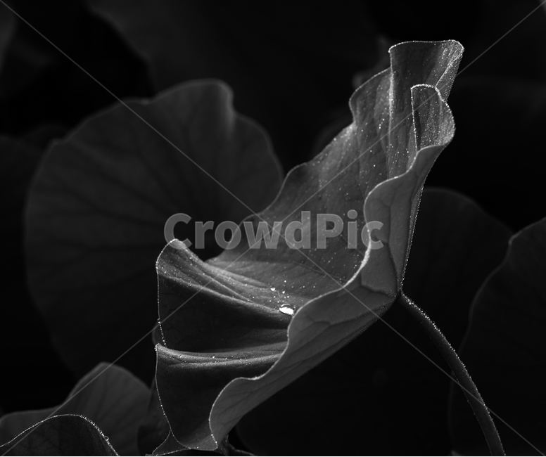 연,연잎,연밭,이슬,방울,자연,모노톤,식물,자연,plants,nature,흑백,모노톤,monochrome,black and white
