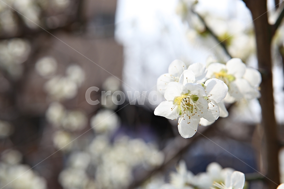 매화꽃,매화,꽃,꽃잎,봄꽃,봄,공원,식물,자연,식물,자연,plants,nature,꽃,flower