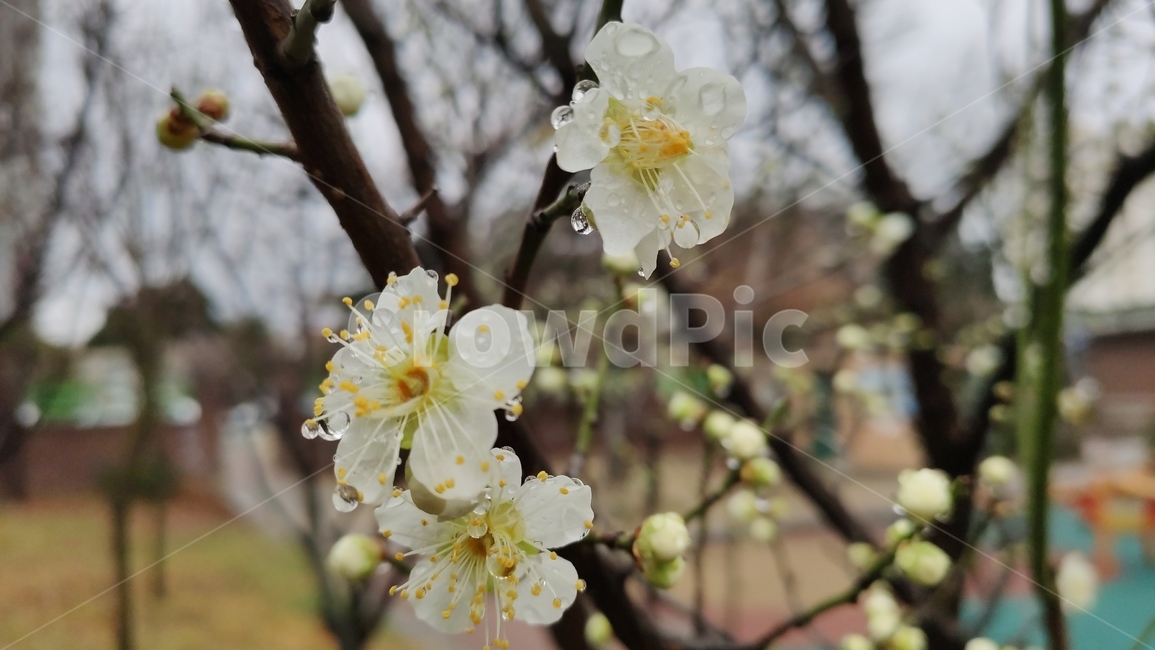 매화,매실나무,매화나무,plum,청매화,prunusmume,매화꽃,plant,식물,flower,blossom,꽃