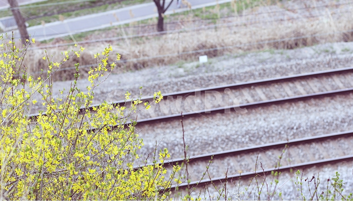 개나리,철길,감성사진,봄사진,봄,봄꽃,봄,계절,spring,season,식물,자연,plants,nature,꽃,flower,교통,교통수단,traffic,transportation