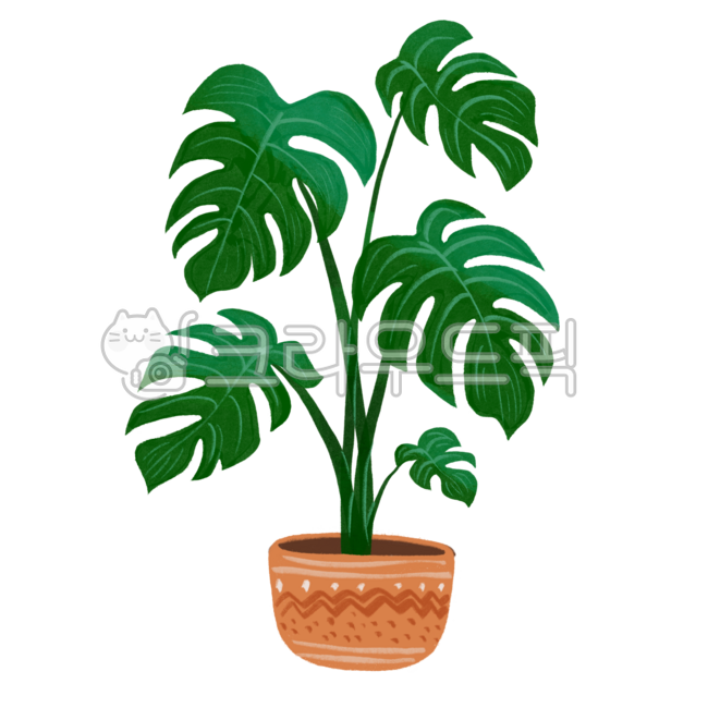 몬스테라,화분,반려식물,가드닝,플랜테리어