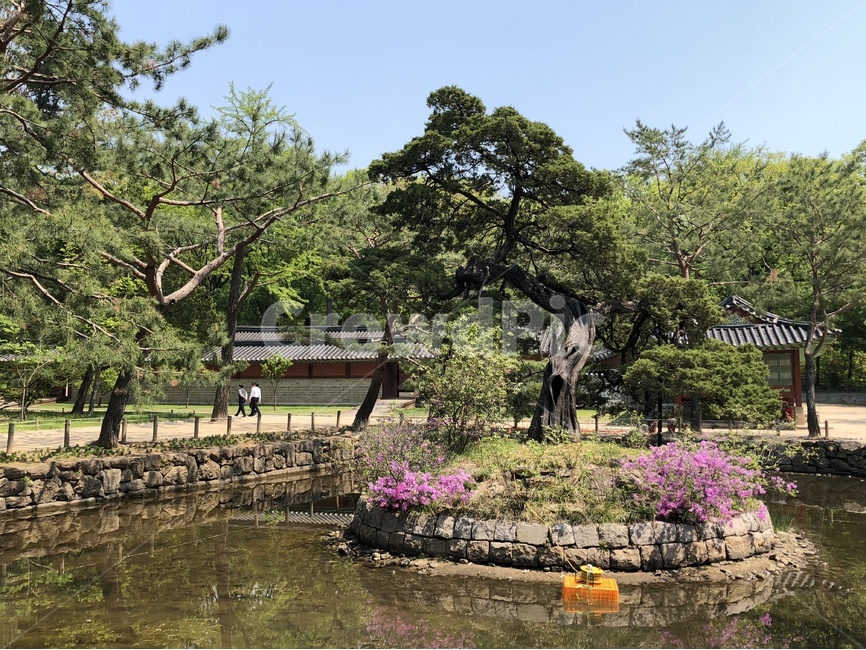 봄,풍경,고궁,자연,한국,한국전통,한국문화,korean traditional,korean culture,랜드마크,landmark,tourist attraction,한국랜드마크,한국관광지,한국명소,korea landmark,korea tourist attraction,식물,자연,plants,nature,나무,trees,wood