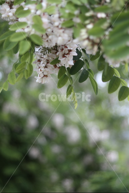 아카시아꽃,흰색,봄,흐림,향기,식물,자연,plants,nature,꽃,flower