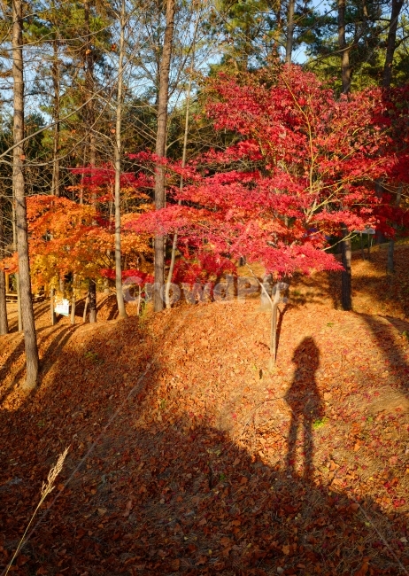 그림자,실루엣,가을,단풍,사진찍기,가을,계절,fall,autumn,season,사람,인물,인간,human,person,인물실루엣,사람실루엣,character silhouette,human silhouette,tree,나무,plant,식물,maple,leaf,잎