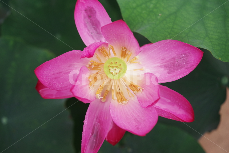 꽃,연꽃,초록,식물,꽃잎,꽃송이,자연,생명,감성,배경화면,바탕화면,lotus,leaf,petal,plant,beauty,beautiful,nature,natural,식물,자연,plants,nature,꽃,flower