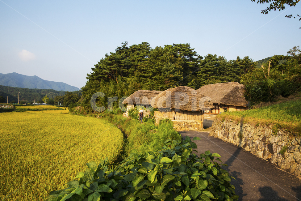 자연,풍경,집,한옥,초가집,민속문화재,제35호,참억새,새풀,샛집,왕골,민속,문화재,전라북도,하늘,구름,가을,푸른,푸른하늘,뭉게구름,산,시골,계절,들판,벼,오솔길,지붕,농촌,산촌,nature,landscape,house,hanok,thatchedhouse,folkculturalproperty,no35,pampasgrass,sacredgrass,homegarden,wanggol,folk,culturalproperty,jeollabukdo,sky,cloud,autumn,blue,bluesky,cloudycloud,mountain,countryside,seasonal,field,paddy,trail,roof,rural,mountainvillage,시골,마을,풍경,landscape,country,rural,town