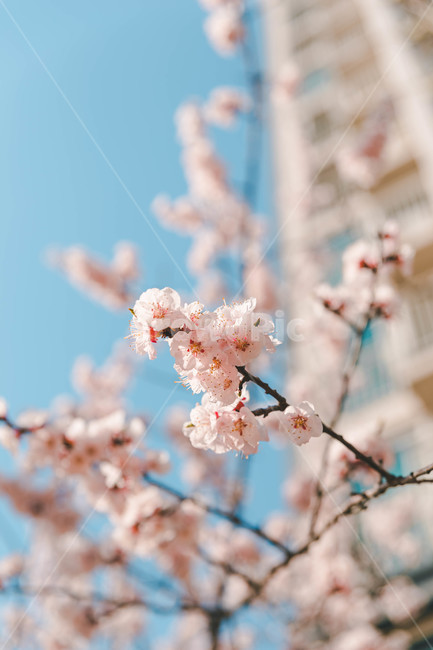 cherryblossoms,벚꽃,plant,식물,봄꽃,flower,봄,계절,spring,season,식물,자연,plants,nature,꽃,flower