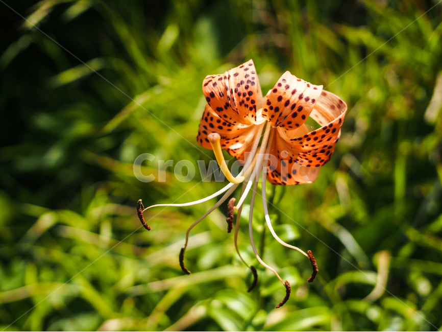 꽃,자연,식물,풀,flower,nature,plant,식물,자연,plants,nature,꽃,flower