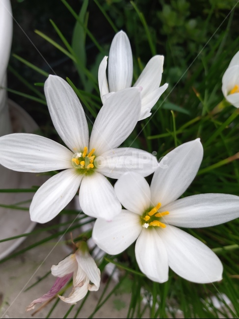 식물,화분,꽃,샤프란,saffron
