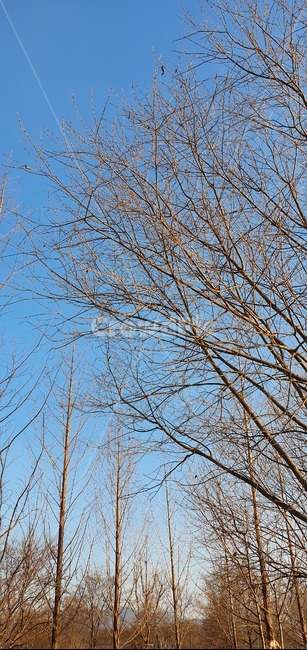 식물,tree,나무,파란하늘,겨울풍경,산책,식물,자연,plants,nature,나무,trees,wood