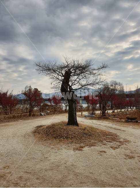세미원,나무,하늘,구름,cloude,겨울,winter,가을,계절,fall,autumn,season,자연,풍경,nature,landscape,tree,plant,식물,ground,바닥,dirt road,흙길,road,도로,gravel,자갈