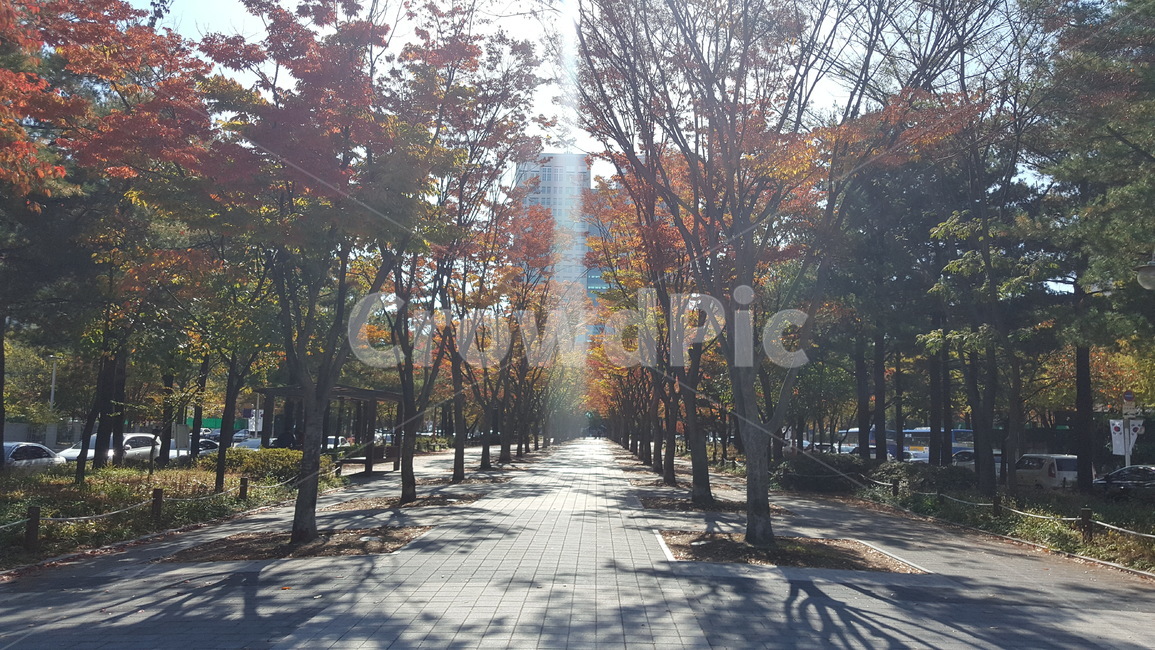 가을,가로수길,단풍나무,가울풍경,가을단풍,가을,계절,fall,autumn,season,식물,자연,plants,nature,나무,trees,wood,tree,plant