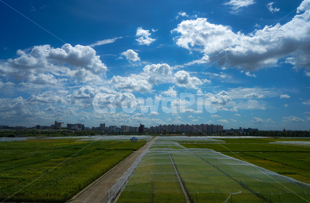 하늘,구름,풍경,가을,들녁,논,도시,농촌,그물망,길,도시,풍경,city,landscape,산업,industry,industrial,농업,농사,agriculture,farming,farming industry,nature,자연,outdoors,옥외,grassland,목초지,field,들