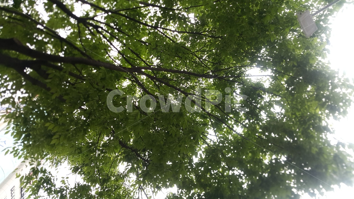 풍경,자연,배경,나무풍경,나무배경