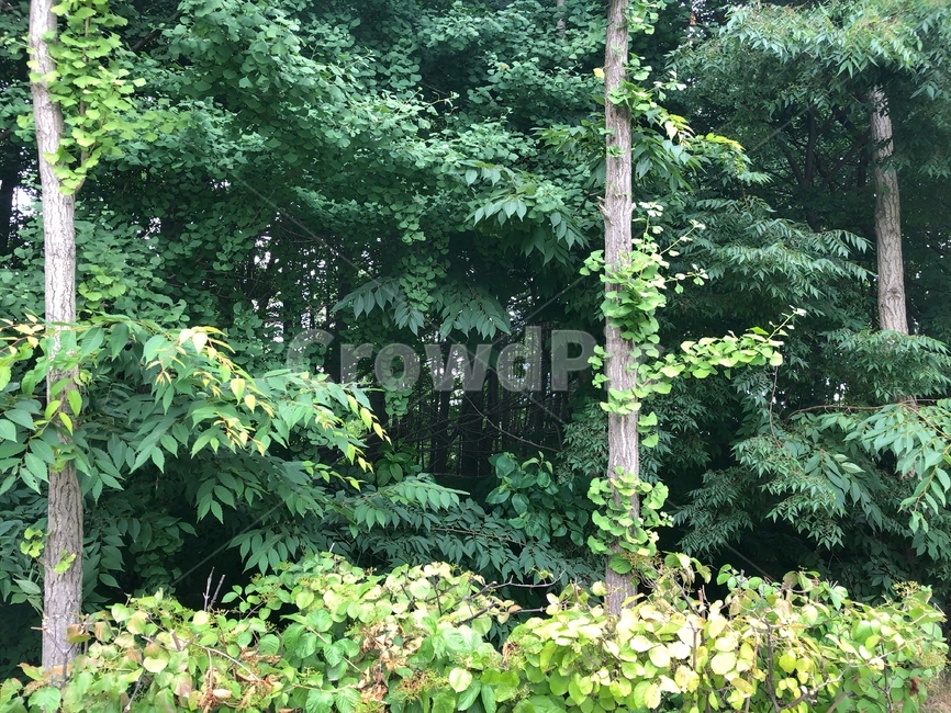 나무,초록색,봄,식물,자연,nature,plants