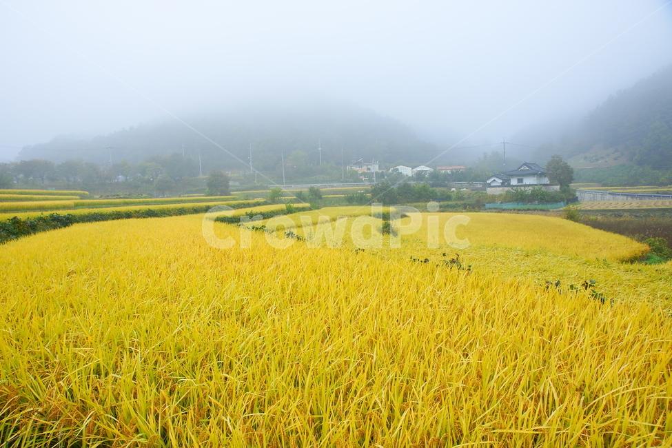 농촌,시골,가을,황금들판,다락논,가을,계절,fall,autumn,season,시골,마을,풍경,landscape,country,rural,town,field,들,grassland,목초지,outdoors,옥외,nature,자연