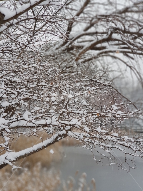 눈,나뭇가지,겨울,겨울풍경,식물,겨울,계절,winter,season,식물,자연,plants,nature,나무,trees,wood